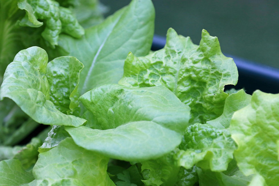 Close-up of fresh, vibrant green lettuce leaves with crinkled edges in a garden setting, showcasing texture and natural beauty.