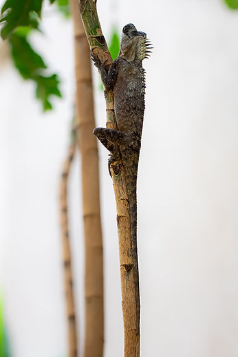 Large brown reptile climbing a tree branch during a pet sitting visit from Bird Girl Pet Services in Nassau County, NY