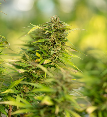 Image by CRYSTALWEED cannabis