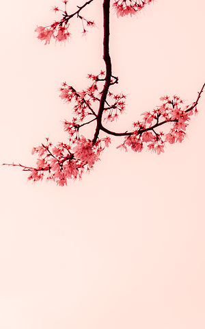 Image by Patrick Shaun