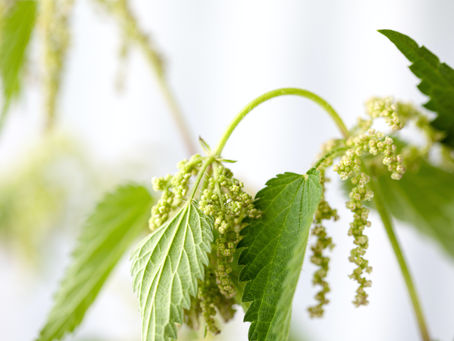 Die Brennnessel-Revolution – Eine Geschichte über das Erwachen Europas