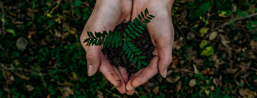 Image by Noah Buscher