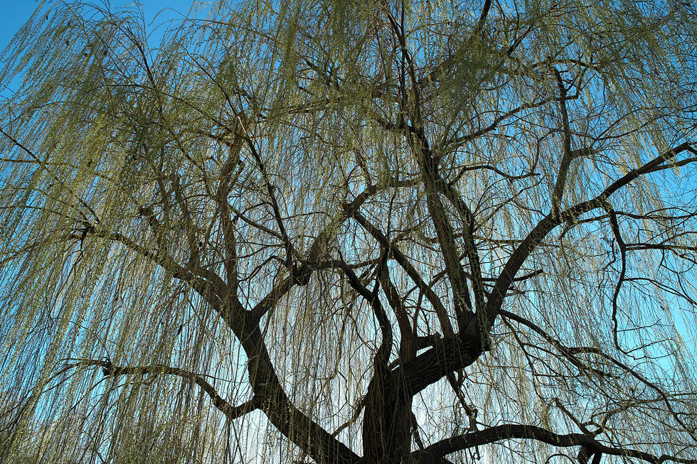 White Willow Bark Tree