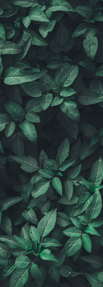 Image by Nahil Naseer