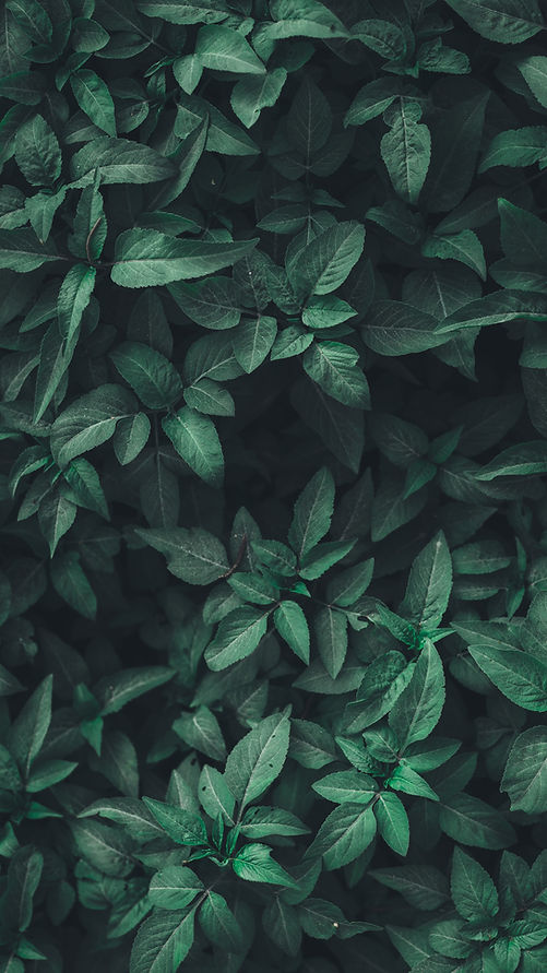 Image by Nahil Naseer