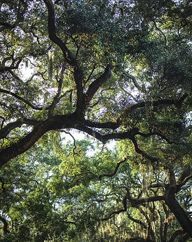Image by Tim Mossholder