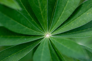 Image by Evergreens and Dandelions