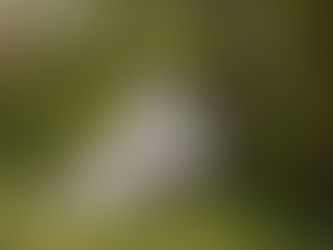 القطة النرويجية الغابية