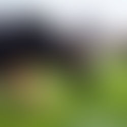 Why does my dog eat poop?