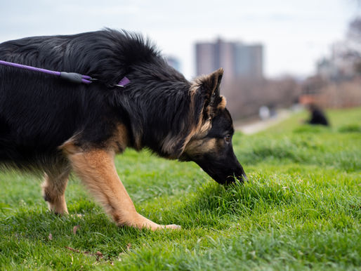 Why does my dog eat poop?