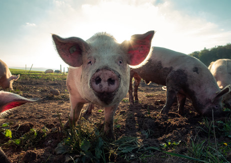 Pigs