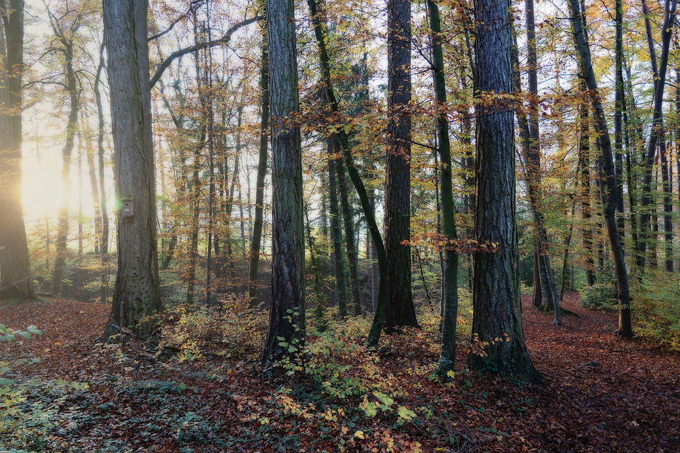 Wald