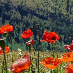 Image by vahid asadi