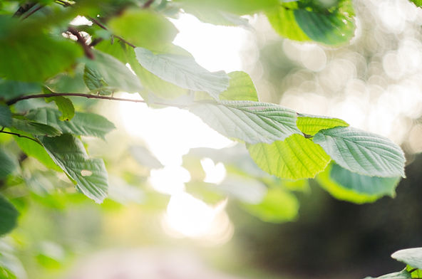 Sunny leaves