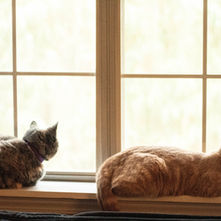 Pyothorax in Felines