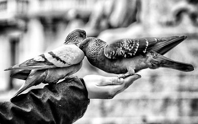 Image by Letizia Ferrante