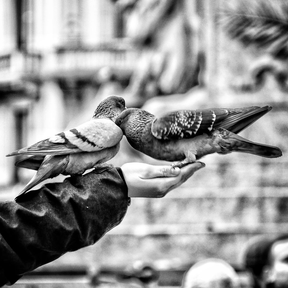 grandparent emigrant pigeon Jewish