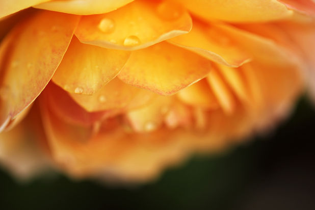 Image by Sandy Millar