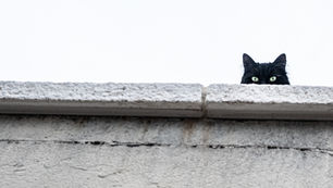 Dört Ayaklı Şehir ile Söyleşi