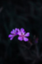 Image by mohammadreza ashayri