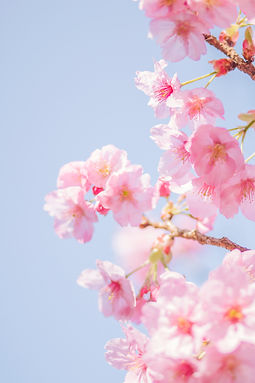 Image by TOMOKO UJI