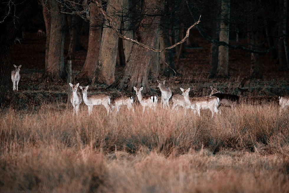 The Rural Wildlife Management Network for deerstalkers and farmers.