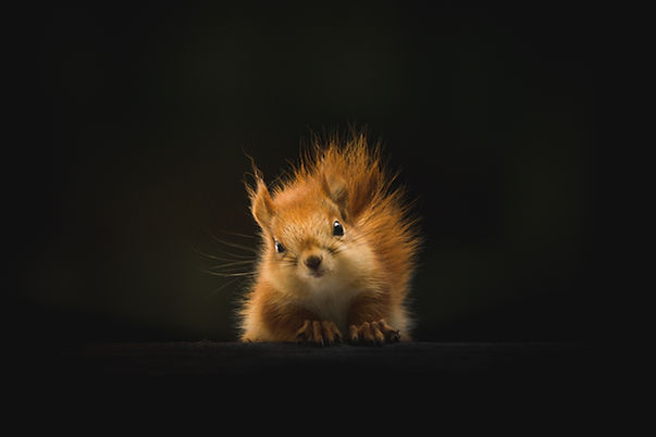Image by Geran de Klerk