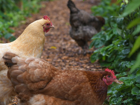 Galline in estate