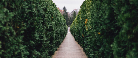 hedge cutting services