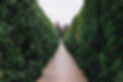 Hedge lined path