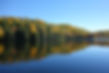 trees on a lake