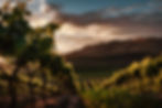 Wine Tasting: Russian River & Carneros, California - March 30th