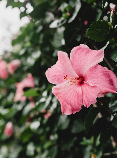 Image by Georgia de Lotz