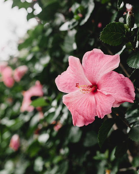 Salesforce Integrator | Kokua Consulting Group | Image by Georgia de Lotz