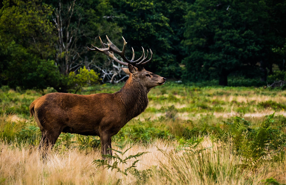 Magnificent male deer with antlers