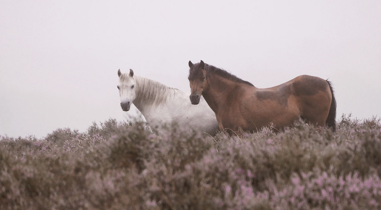 Image de Hazel Clifton