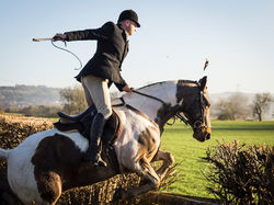 Paint horse jumping
