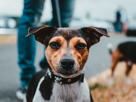 Wat mag een Jack Russel wegen?