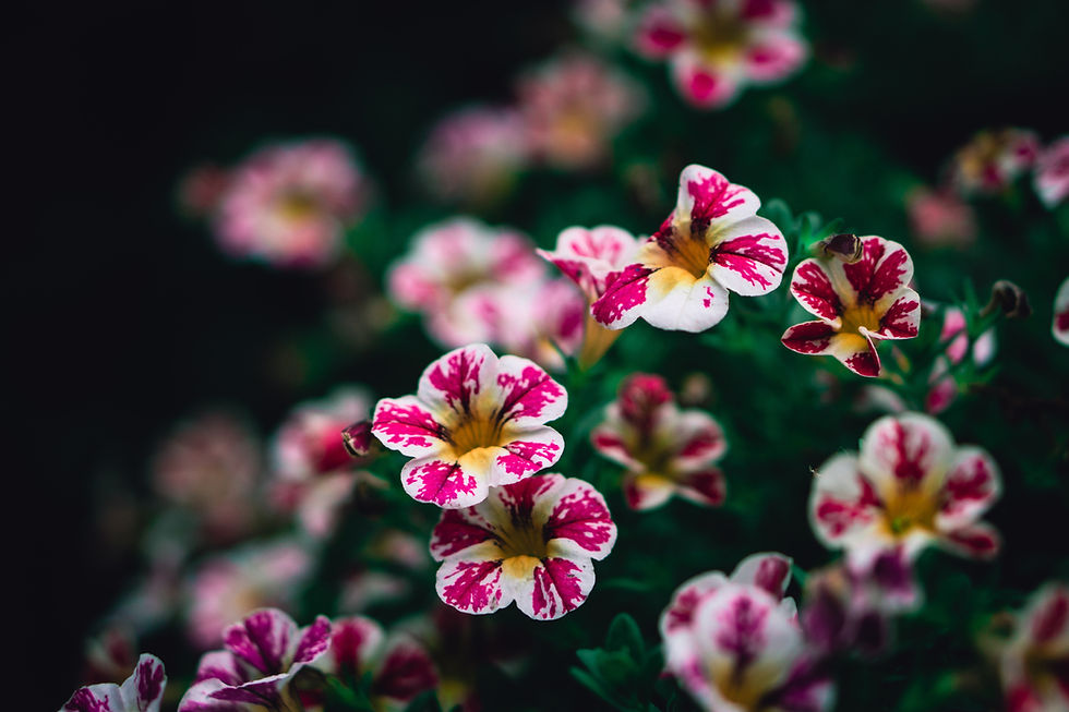 White and Pink Calibrachoa