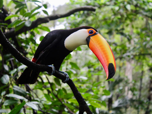 Día Mundial de la Vida Silvestre