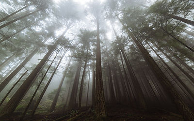 Image by Dave Hoefler