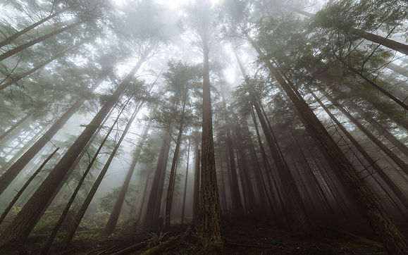 Image by Dave Hoefler