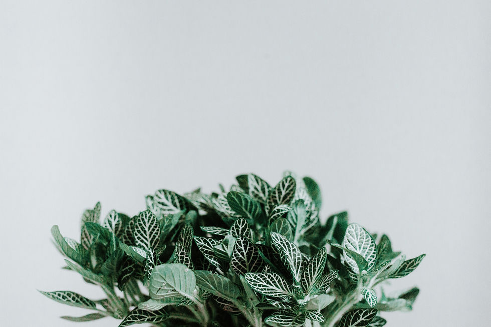 Image by Jagoda Kondratiuk