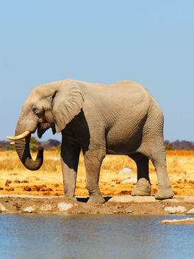 Elephant herd crossing riverbed in Ruaha National Park