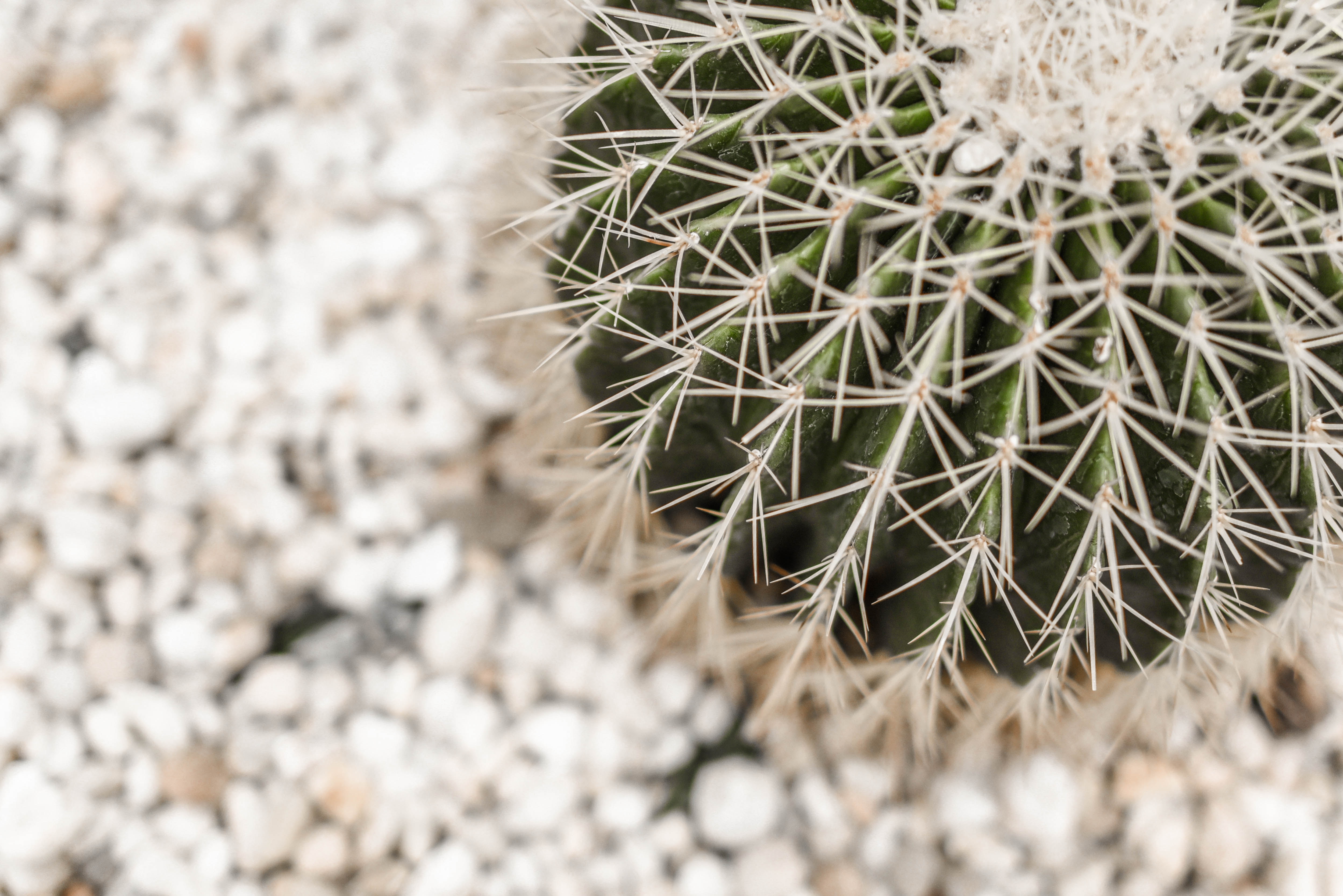 Cacti & Succulents