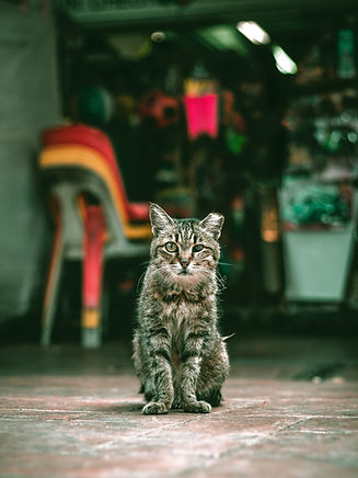 Image by Lily Banse