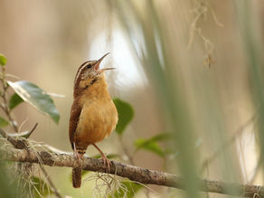 2024 Ohio River Valley Woodland and Wildlife Workshop