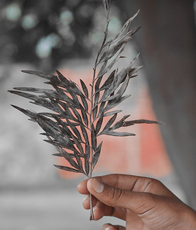 Image by Shahan Khan