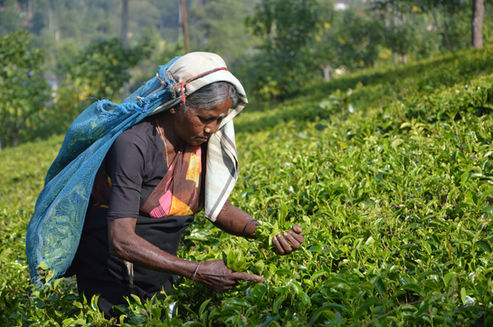 Image by Asantha Abeysooriya
