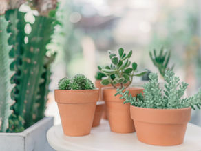 Choosing the Best Plants at a Farmers Market or Vendor Fair